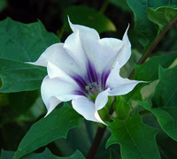 Datura