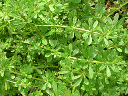 Cleavers: Details, Properties, Effects