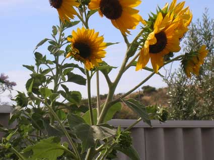 Sunflower: Details, Properties, Effects