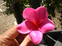 Pink Frangipani