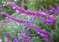 Mexican Bush Sage