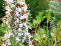 White Sage Flower