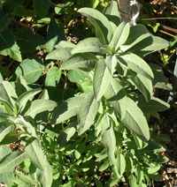 White Sage Leaf