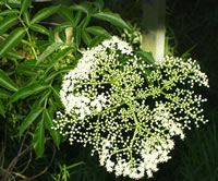 Elder Flower