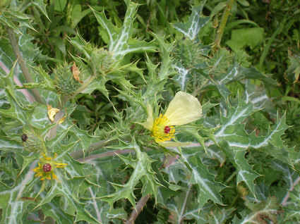 Mexican Poppy: Details, Properties, Effects