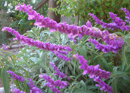 Mexican Bush Sage: Details, Properties, Effects