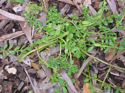 Bacopa: Details, Properties, Effects