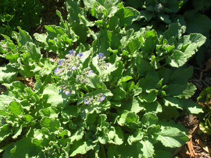 Borage: Details, Properties, Effects