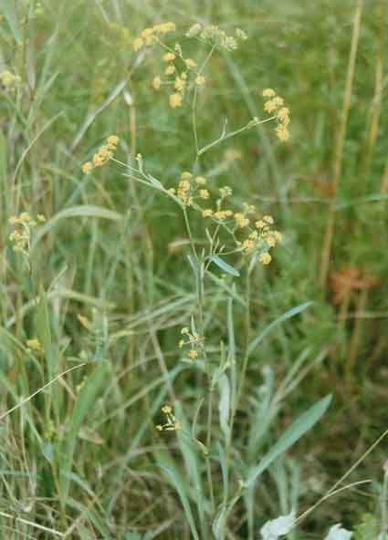 Bupleurum #: Details, Properties, Effects