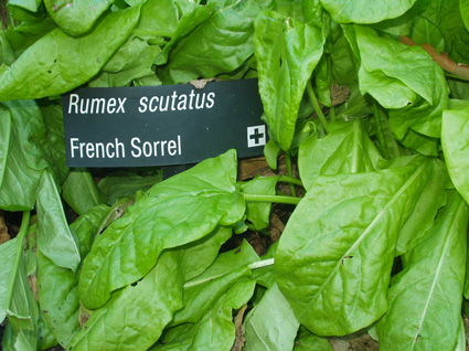French Sorrel #: Details, Properties, Effects
