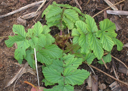 Meadowsweet: Details, Properties, Effects