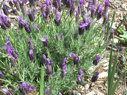 Spanish Lavender: Details, Properties, Effects