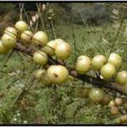 Amla #: Details, Properties, Effects