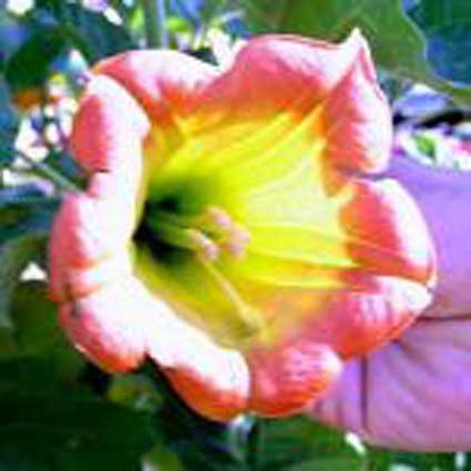 Brugmansia: Details, Properties, Effects