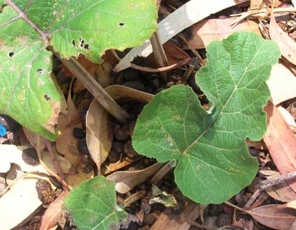 Burdock: Details, Properties, Effects