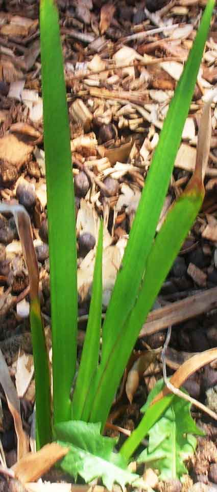 Calamus: Details, Properties, Effects