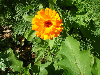 Calendula: Details, Properties, Effects