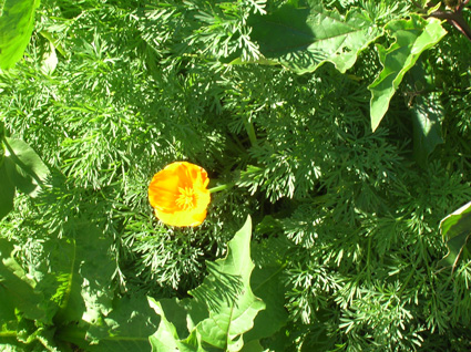 Californian Poppy