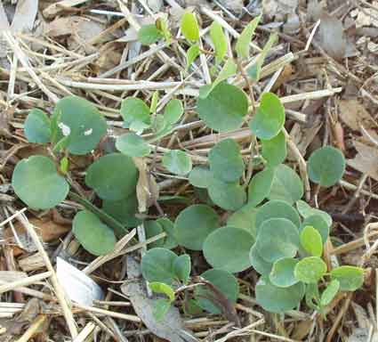 Caper Bush: Details, Properties, Effects