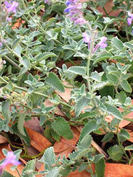 Catmint: Details, Properties, Effects