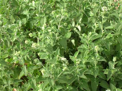 Catnip: Details, Properties, Effects