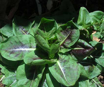 Chickory: Details, Properties, Effects