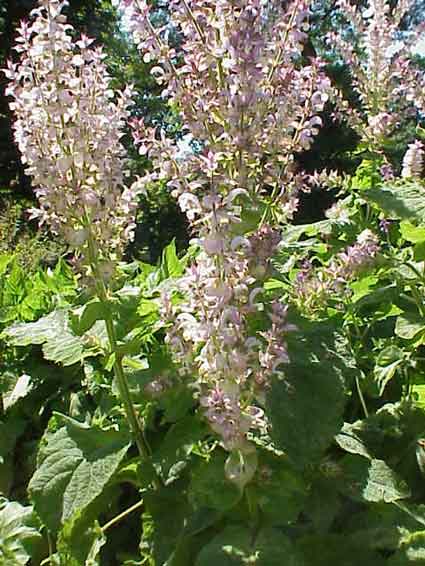 Clary Sage Flower