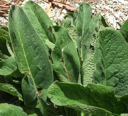 Comfrey: Details, Properties, Effects