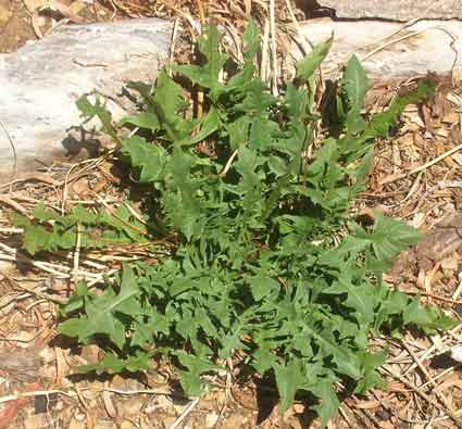 Dandelion: Details, Properties, Effects