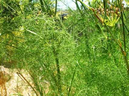 Fennel: Details, Properties, Effects