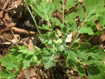 Feverfew: Details, Properties, Effects