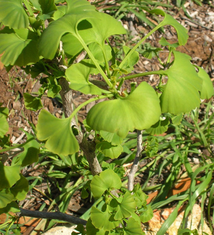 Gingko Biloba: Details, Properties, Effects