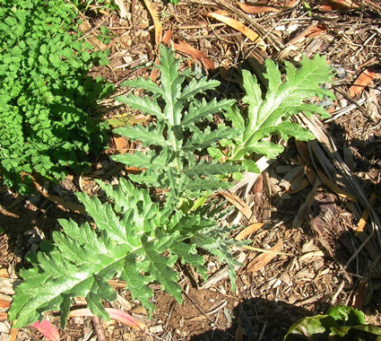 Globe Artichoke: Details, Properties, Effects