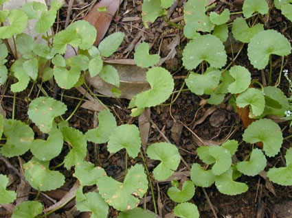 Gotu cola/ Indian Pennywort: Details, Properties, Effects