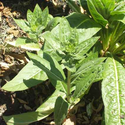 Hemp Agrimony #: Details, Properties, Effects