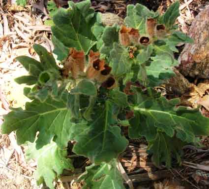 Henbane (White ): Details, Properties, Effects