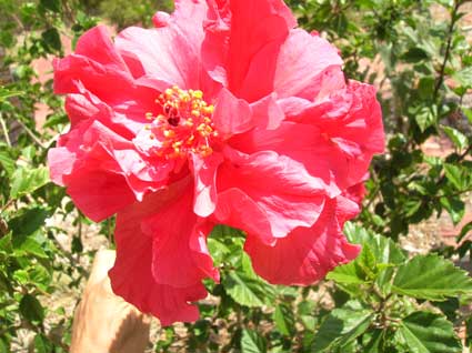 Hibiscus: Details, Properties, Effects