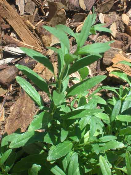 Hyssop: Details, Properties, Effects