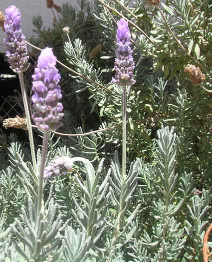 Lavender: Details, Properties, Effects