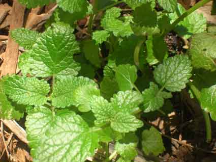 Lemon Balm: Details, Properties, Effects