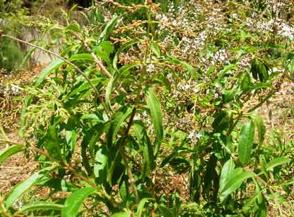 Lemon Verbena: Details, Properties, Effects