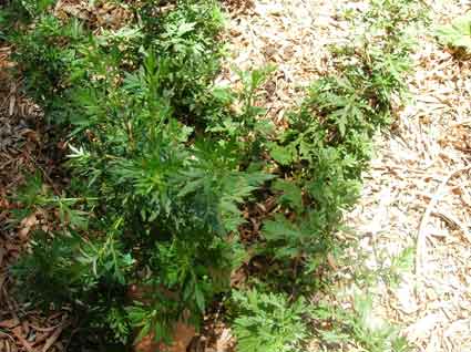 Mugwort: Details, Properties, Effects