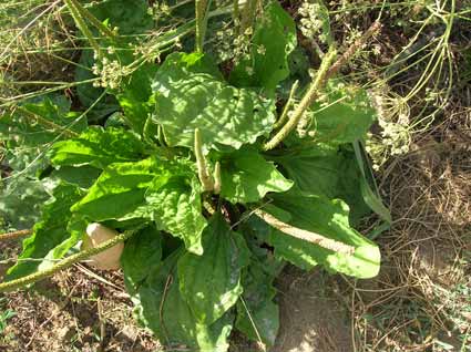 Plantain: Details, Properties, Effects