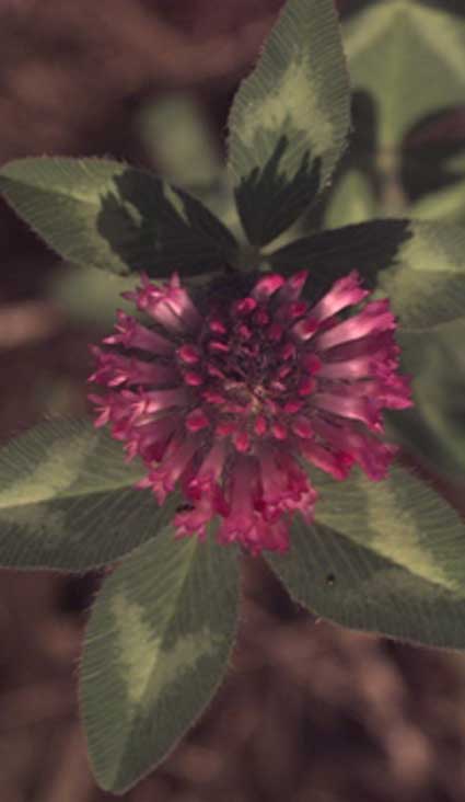 Red Clover #: Details, Properties, Effects