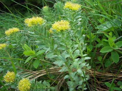 Rhodiola #: Details, Properties, Effects