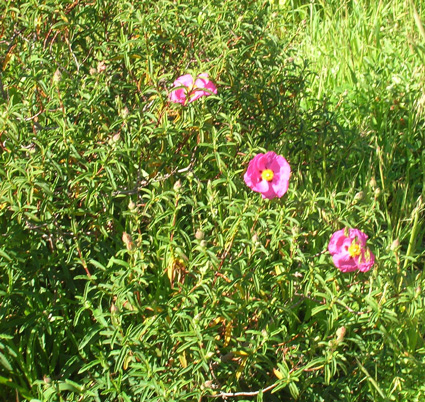 Rock Rose: Details, Properties, Effects