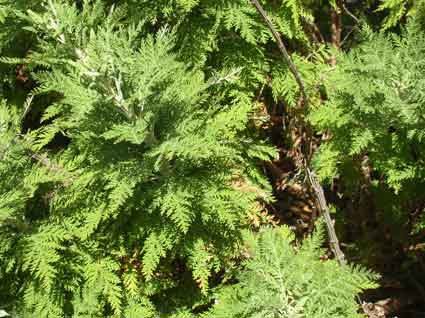 Roman Wormwood: Details, Properties, Effects