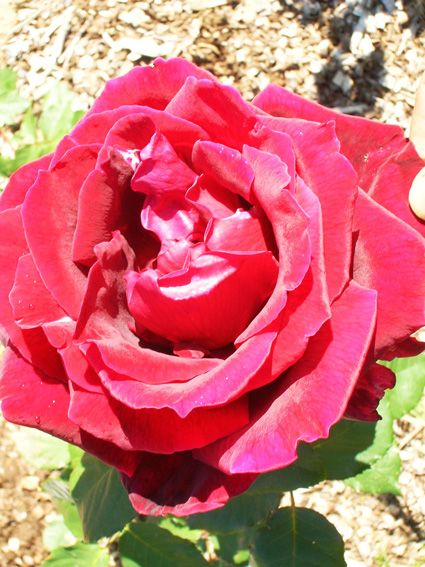 Rose Petals: Details, Properties, Effects