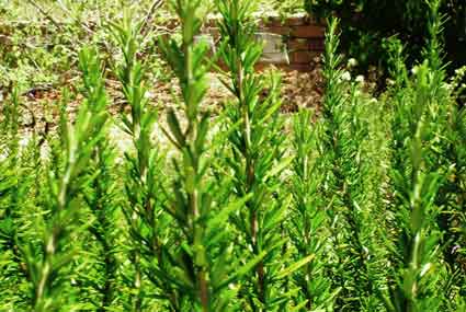Rosemary: Details, Properties, Effects