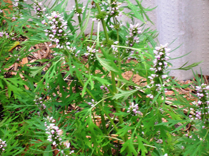 Siberian Motherwort: Details, Properties, Effects